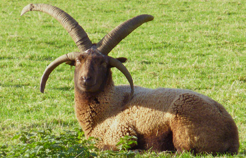 loaghtan sheep